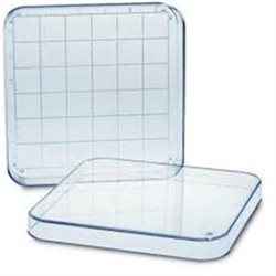 Gridded Search Dish with Lid 362