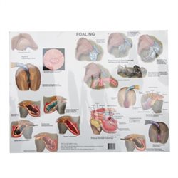 Foaling Position Laminated Poster 342