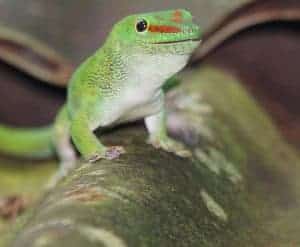 gecko care