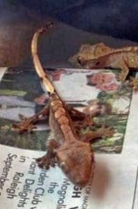 Banixx for Gecko