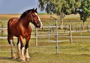 horse fence