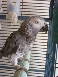 banixx for birds