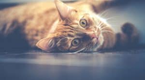 cat