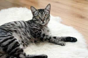 cat sense of hearing