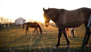 horse pasture