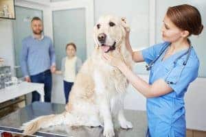 psoriasis in dogs images