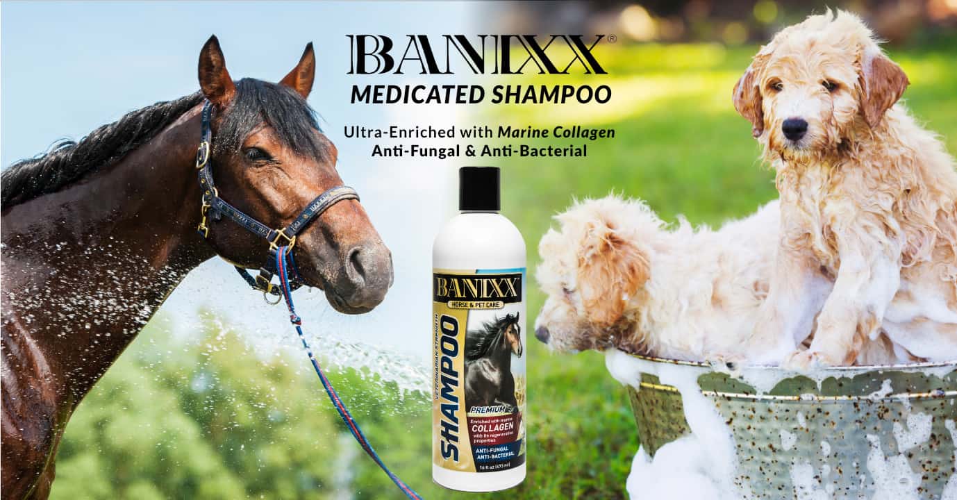 Banixx Shampoo