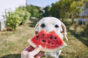 dog eating watermelon