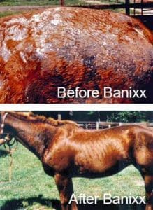 horse rain rot