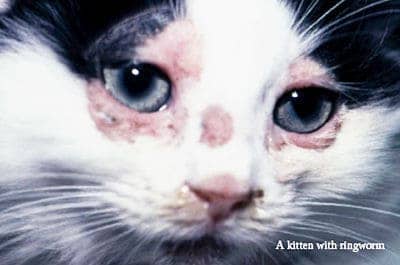 Kitten with ringworm