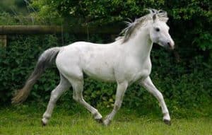 White equine coat color