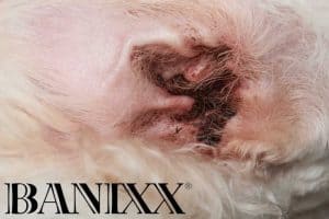 dog ear infection