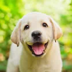 puppy treatment for ringworms