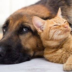 human medicine for pets