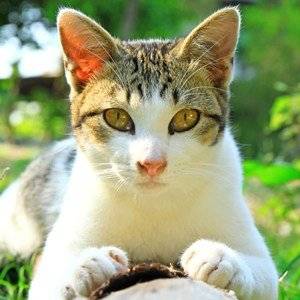 great ringworm treatment for cats