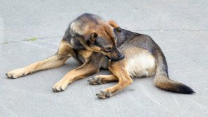 dog itchy skin