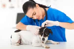 lipoma in dogs