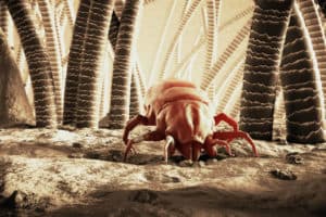 dog ear mites and fleas