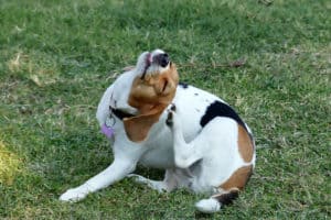 dog ear mites vs yeast infection
