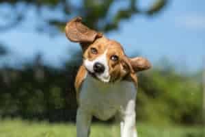 dog shaking head due to ear infection