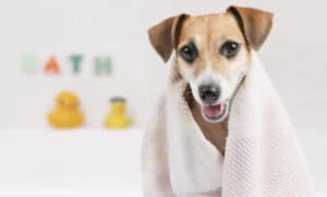 this happy dog is getting his ears cleaned