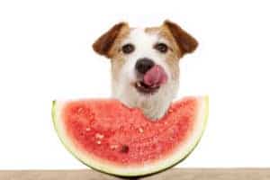 dog eating watermelon rind