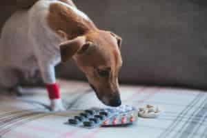 pain medications for dogs