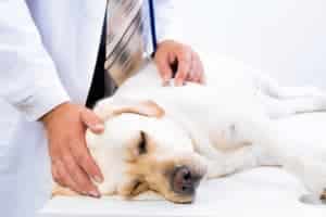 dog medicine