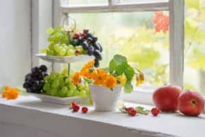 dogs can't eat grapes