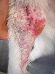 Dog Wound Neosporin