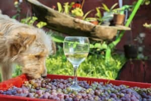 grapes are poisonous to dogs