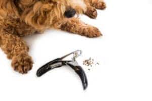 keep dog from chewing on nails