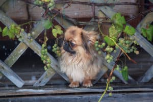 don't let your puppy eat grapes