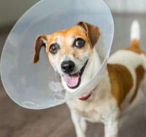 Elizabethan cone used to prevent hot spot licking