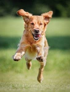 dog running to burn off energy