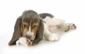 dog allergies can cause them to bite their nails