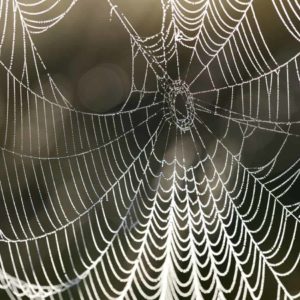 cobwebs can cause barn fires