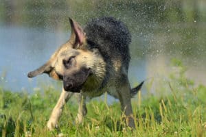 dog shaking head due to ear infection