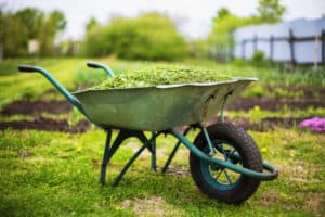 Grass Clippings