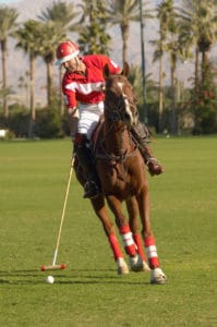 horse exercising and getting dehydrated