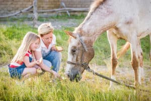 horse care