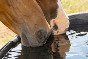 can horses sweat
