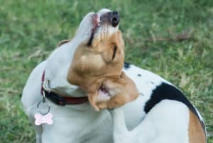 dog ear yeast infection