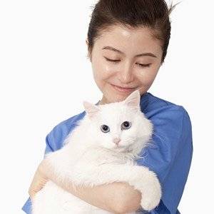 how to show affection to your cat