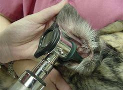 cat ear infection
