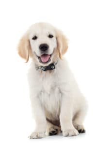 cure for dog diarrhea