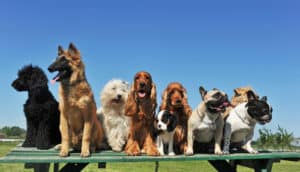 types of dog ears