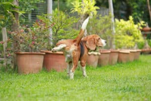 dog go without peeing