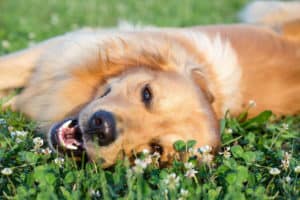 dog diarrhea