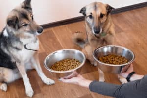 dog allergies of the skin